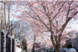 Spring Blossoms Depeyster Street 01