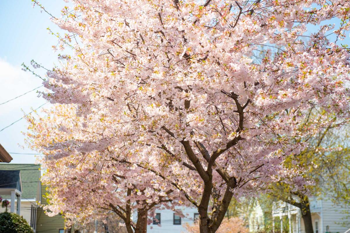 Spring Blossoms Depeyster Street 05