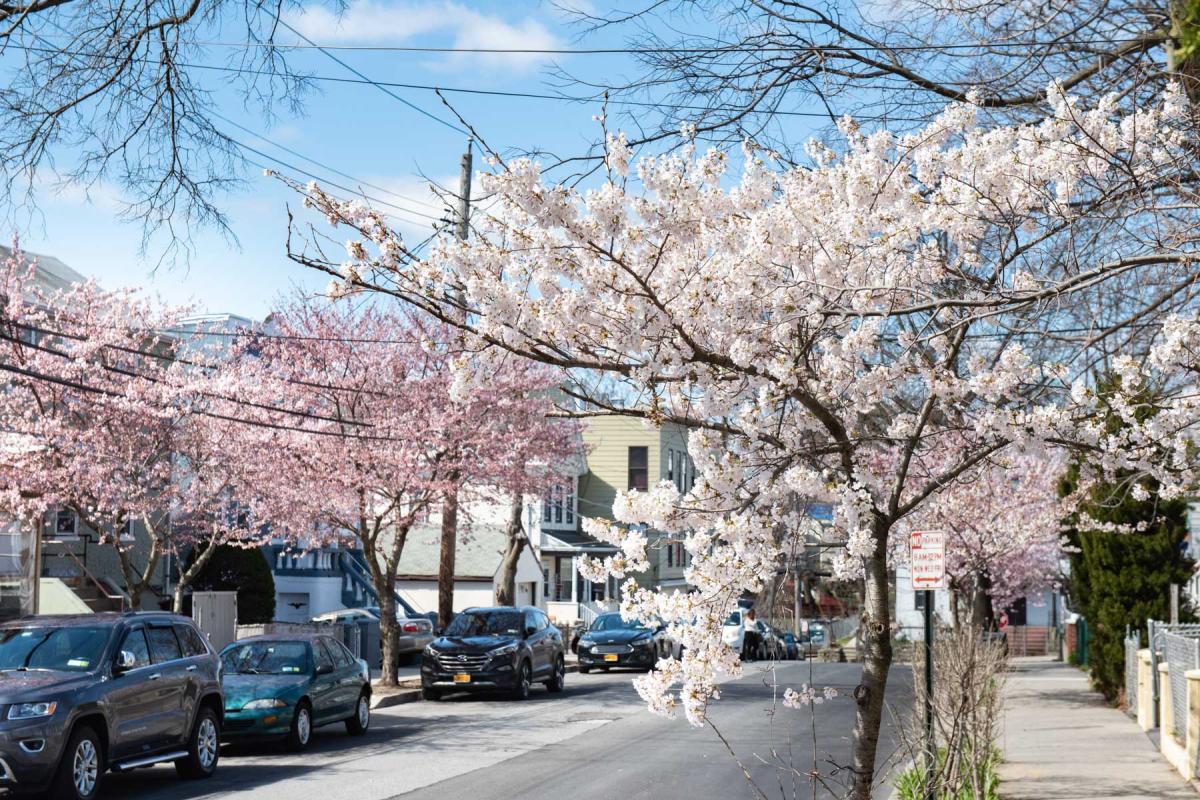 Spring Blossoms Depeyster Street 04