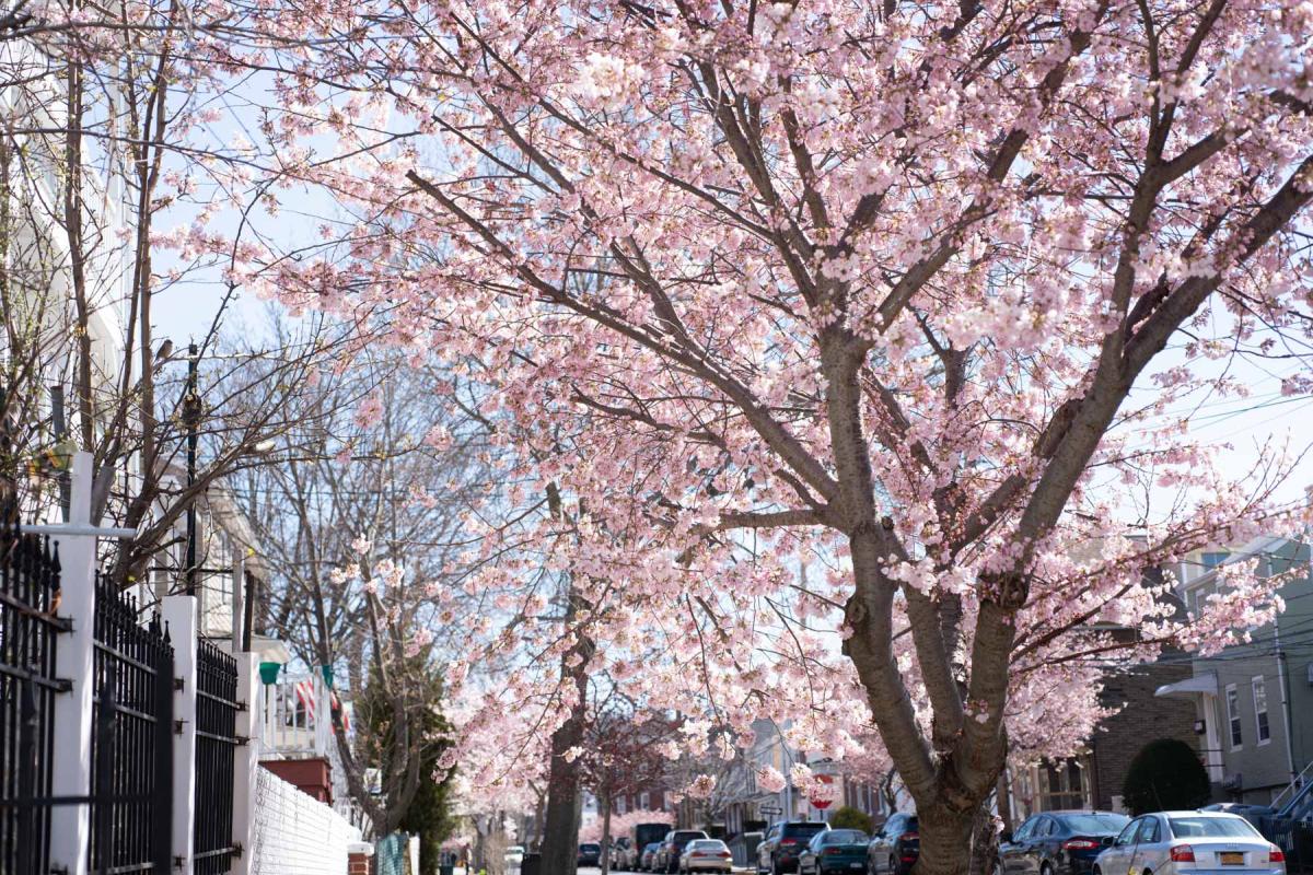 Spring Blossoms Depeyster Street 01